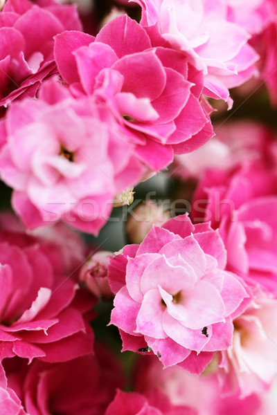 Kalanchoe flower blossoms Stock photo © Nneirda