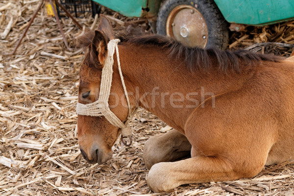 ブラウン 馬 写真 子馬 丘 草 ストックフォト © Nneirda