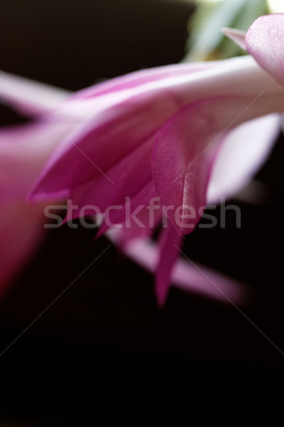 Christmas cactus Stock photo © Nneirda