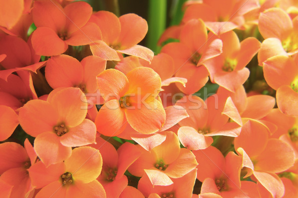 Beautiful flower of kalanchoe. macro Stock photo © Nneirda