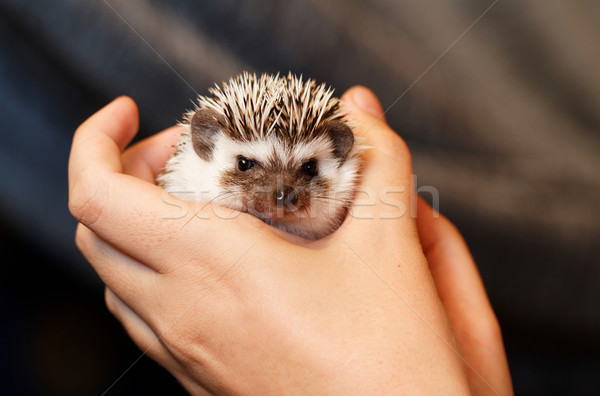 African white- bellied hedgehog Stock photo © Nneirda