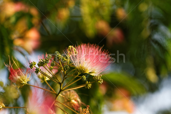 Flowers of acacia Stock photo © Nneirda