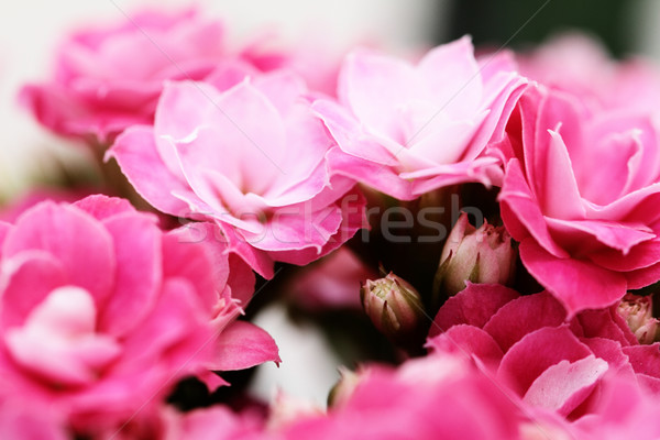 Kalanchoe flower blossoms Stock photo © Nneirda