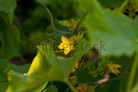 Cucumber flower Stock photo © Nneirda