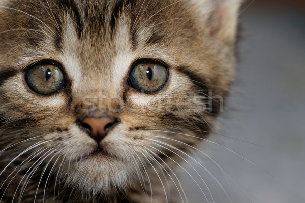 Tabby kitten Stock photo © Nneirda