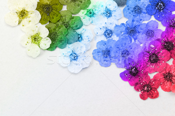 Dekoracyjny montaż kolorowy suszy wiosennych kwiatów zielone Zdjęcia stock © Nneirda