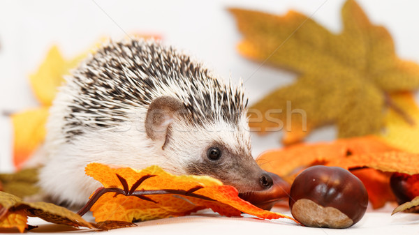 African white- bellied hedgehog Stock photo © Nneirda