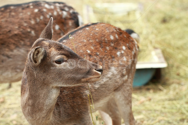 Cute deer Stock photo © Nneirda