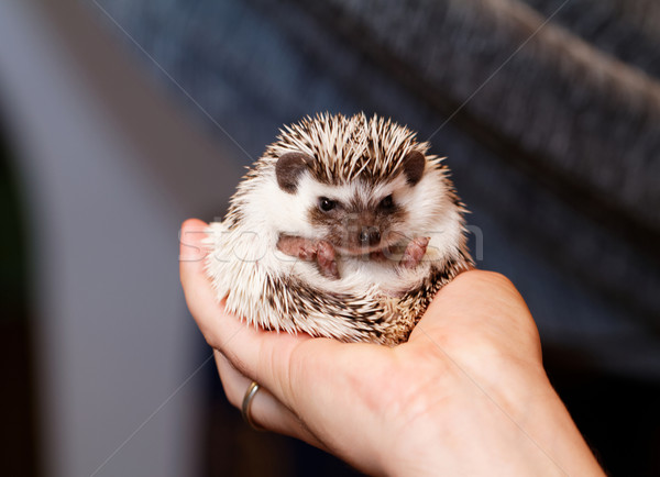 African white- bellied hedgehog Stock photo © Nneirda