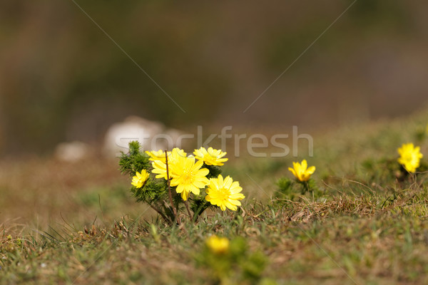 Gele bloem foto mooie klein veld bloem Stockfoto © Nneirda