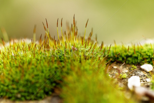 зеленый мох фото лист саду Сток-фото © Nneirda