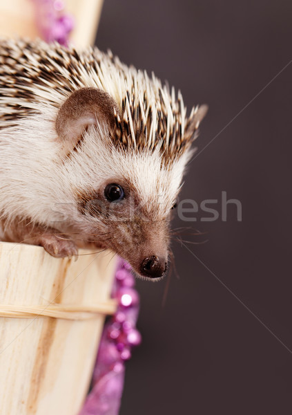 A cute little hedgehog - ( African white- bellied hedgehog ) Stock photo © Nneirda