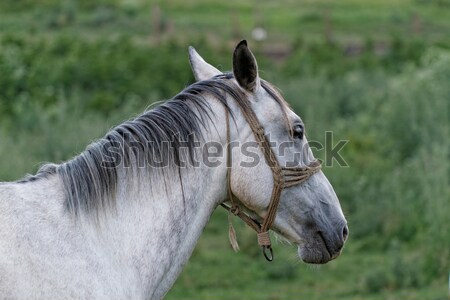 Fehér ló nyár testtartás fű természet zöld Stock fotó © Nneirda