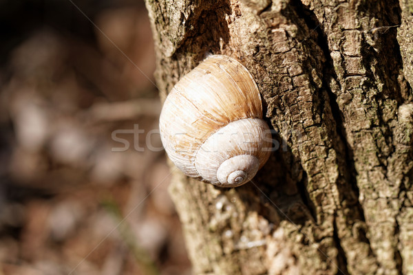 Snail house Stock photo © Nneirda