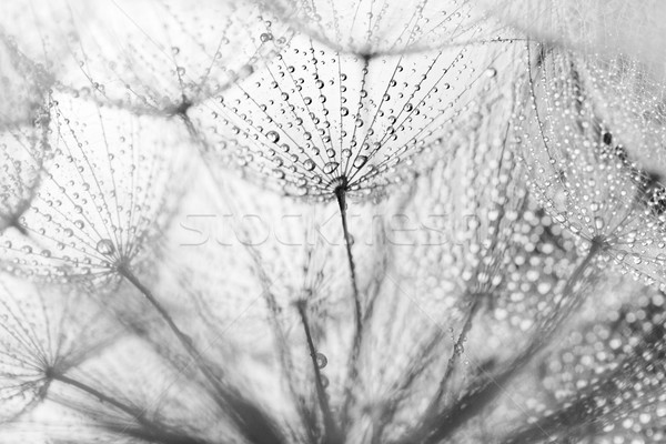 Impianto semi gocce d'acqua abstract macro foto Foto d'archivio © Nneirda
