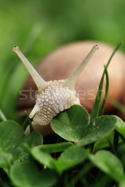 Snail. Helix pomatia. Stock photo © Nneirda