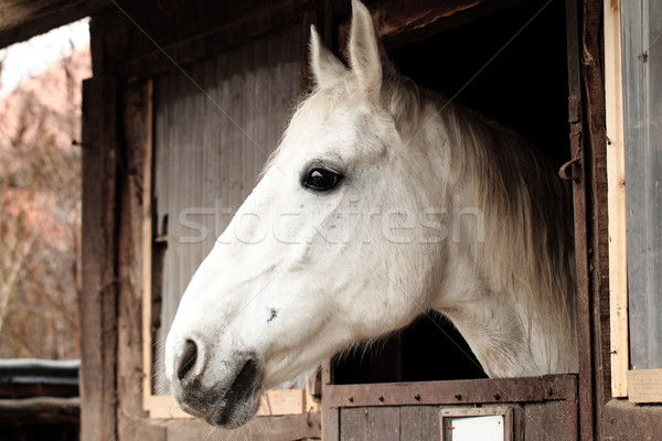 лошади портрет white horse стабильный голову гонка Сток-фото © Nneirda