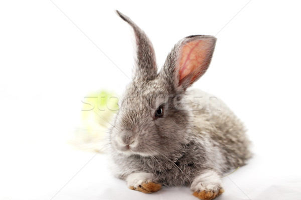 Gray rabbit Stock photo © Nneirda