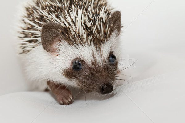 African white- bellied hedgehog Stock photo © Nneirda