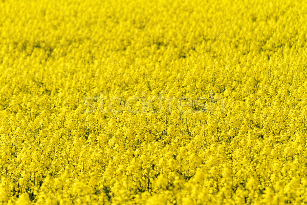 Colza field Stock photo © Nneirda