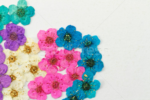 Dekorativ Montage farbenreich getrocknet Frühlingsblumen blau Stock foto © Nneirda