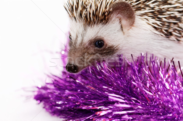 Cute pequeño erizo África blanco Navidad Foto stock © Nneirda