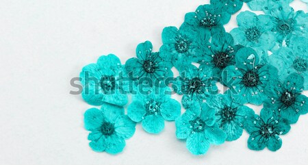 Foto stock: Decorativo · montagem · colorido · secas · flores · da · primavera · azul