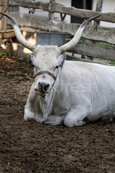 Gri bovine fotografie fermă Ungaria alimente Imagine de stoc © Nneirda