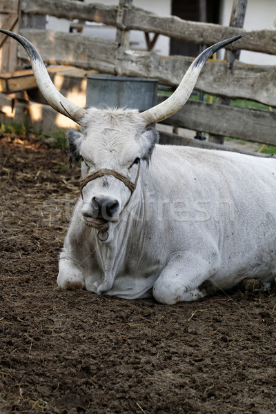 Stock foto: Grau · Rinder · Foto · Bauernhof · Ungarn · Essen