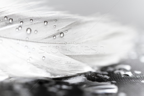 White feather with water drops Stock photo © Nneirda