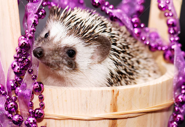 A cute little hedgehog - ( African white- bellied hedgehog ) Stock photo © Nneirda