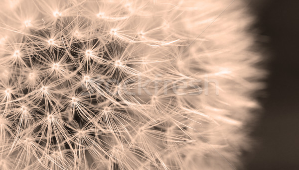 Dandelion streszczenie nasion kwiat trawy tle Zdjęcia stock © Nneirda