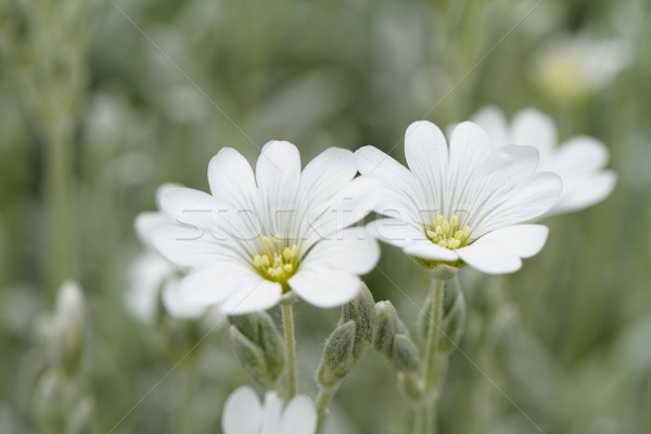 White rock flower Stock photo © Nneirda