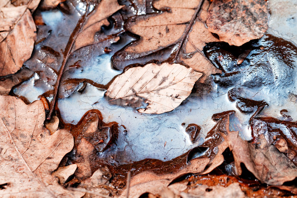 Leaves in the oily water Stock photo © Nneirda