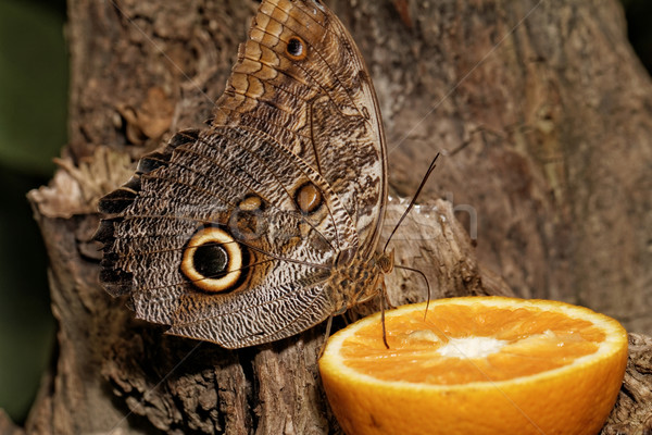 Macro photograph of a butterfly  Stock photo © Nneirda