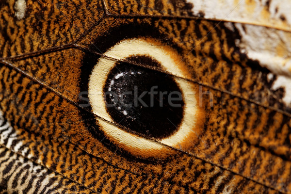 Macro photograph of a butterfly wing Stock photo © Nneirda