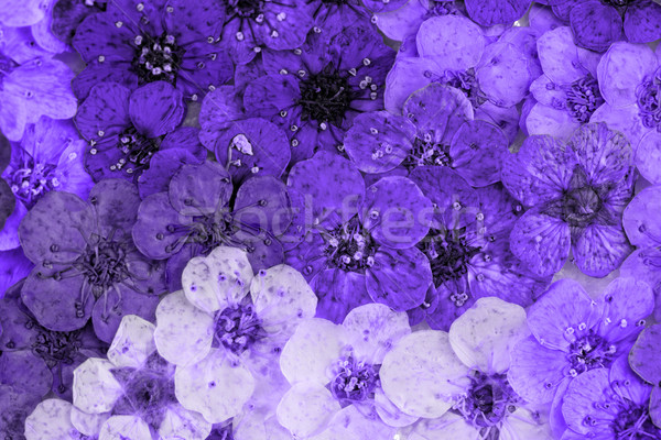 Decorativ montaj colorat uscate Flori de primavara violet Imagine de stoc © Nneirda