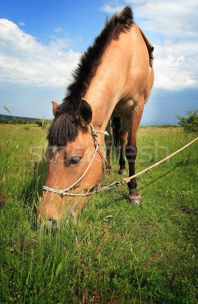 Brown horse Stock photo © Nneirda