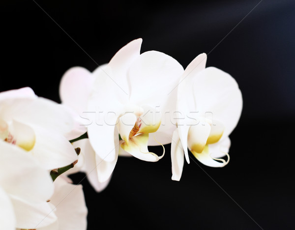 Phalaenopsis flower Stock photo © Nneirda