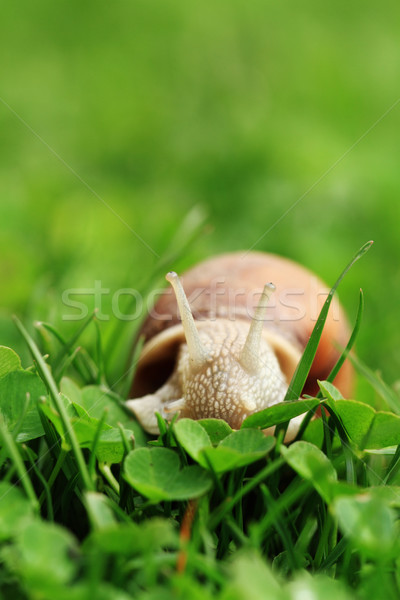Snail. Helix pomatia. Stock photo © Nneirda
