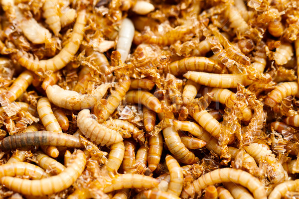 mealworms Stock photo © Nneirda