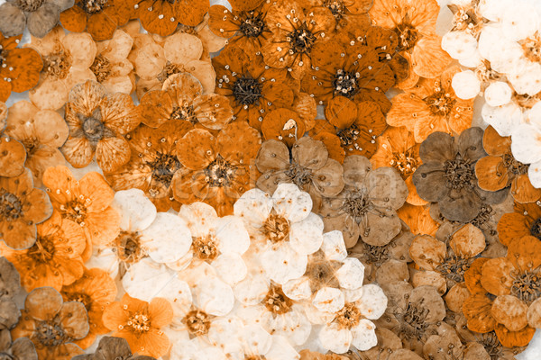 Stok fotoğraf: Renkli · kurutulmuş · bahar · çiçekleri · dekoratif · montaj · çiçekler