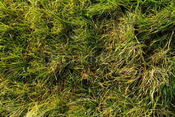 Zielona trawa Fotografia parku tekstury liści Zdjęcia stock © Nneirda