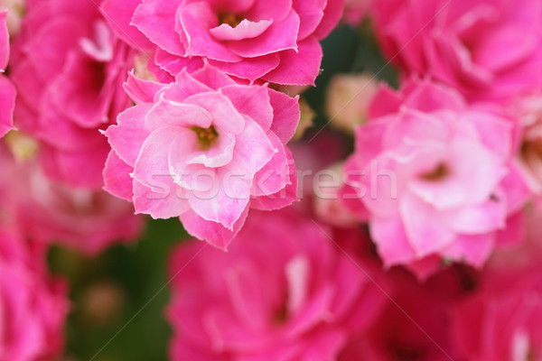 Kalanchoe flower blossoms Stock photo © Nneirda