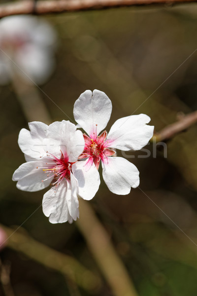 Stok fotoğraf: Ağaç · çiçekli · fotoğraf · güzel · bahar · gökyüzü