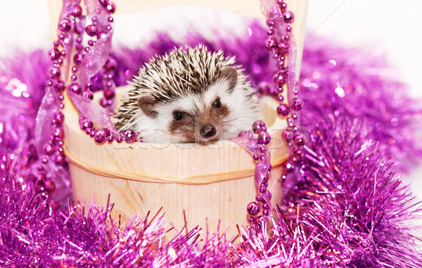 Cute pequeño erizo África blanco Navidad Foto stock © Nneirda