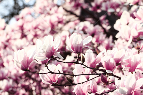 Magnolie copac primăvară flori natură vară Imagine de stoc © Nneirda