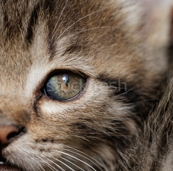 Tabby kitten Stock photo © Nneirda