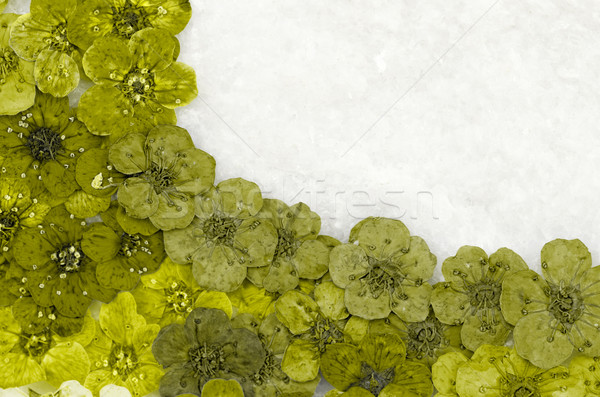 Decorativ montaj colorat uscate Flori de primavara verde Imagine de stoc © Nneirda