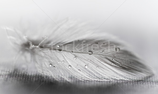 White feather with water drops Stock photo © Nneirda